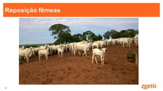 32
32
Reposição fêmeas
 