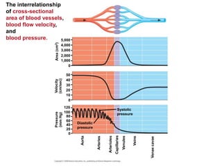 chapter 42. Circulation and Gas Exchange | PPTX