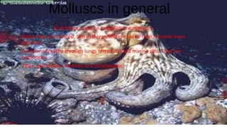 Molluscs in general
As octopus, snail, or cuttlefish are molluscs.
Body: they are twisted, and in three different parts: heat, visceral mass
and feet.
Functions breathe through lungs terrestrial and marine gills. They are
carnivores.
Tipes: gastropods, bivalves and cefalòpodes.
 