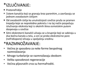 *IZLUČIVANJE:
 Protonefridije
 Sistem kanalića koji se granaju kroz parenhim, a završavaju se
jednom zvezdastom ćelijom
 Od zvezdastih ćelija ka unutrašnjosti cevčice pruža se pramen
trepalja koje se neprekidno pokreću i na taj način pospešuju
izlučivanje ekskreta koji iz okolnih tkiva osmotskim putem
dospevaju u cevčice
 Sitni ekskretorni kanalići ulivaju se u krupnije koji se sabiraju u
dva bočna kanala u telu, a oni se preko ekskretorne pore
(nefridiopore) izlivaju u spoljašnju sredinu
zvezdasta
ćelija
ekskretorn
a cevčica
ekskretorn
a cevčica
*RAZMNOŽAVANJE:
• Većina je sposobna za neke forme bespolnog
razmnožavanja
• Mnoge turbelarije se razmnožavaju deobom
• Velika sposobnost regeneracije
• Većina pljosnatih crva su hermafroditi.
 