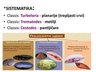 *SISTEMATIKA:
• Classis: Turbelaria - planarije (trepljasti crvi)
• Classis: Trematodes - metilji
• Classis: Cestodes - pantljičare
 