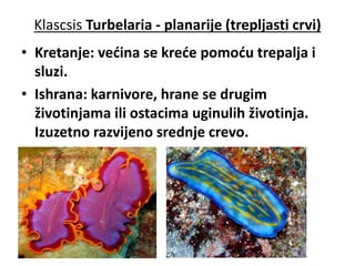 Klasсsis Turbelaria - planarije (trepljasti crvi)
• Kretanje: većina se kreće pomoću trepalja i
sluzi.
• Ishrana: karnivore, hrane se drugim
životinjama ili ostacima uginulih životinja.
Izuzetno razvijeno srednje crevo.
 