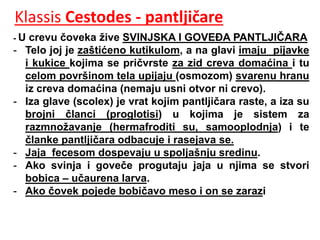 Klassis Cestodes - pantljičare
- U crevu čoveka žive SVINJSKA I GOVEĐA PANTLJIČARA
- Telo joj je zaštićeno kutikulom, a na glavi imaju pijavke
i kukice kojima se pričvrste za zid creva domaćina i tu
celom površinom tela upijaju (osmozom) svarenu hranu
iz creva domaćina (nemaju usni otvor ni crevo).
- Iza glave (scolex) je vrat kojim pantljičara raste, a iza su
brojni članci (proglotisi) u kojima je sistem za
razmnožavanje (hermafroditi su, samooplodnja) i te
članke pantljičara odbacuje i rasejava se.
- Jaja fecesom dospevaju u spoljašnju sredinu.
- Ako svinja i goveče progutaju jaja u njima se stvori
bobica – učaurena larva.
- Ako čovek pojede bobičavo meso i on se zarazi
 