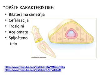 *OPŠTE KARAKTERISTIKE:
• Bilateralna simetrija
• Cefalizacija
• Troslojni
• Acelomate
• Spljošteno
telo
https://www.youtube.com/watch?v=fWVMKLsRE6s
https://www.youtube.com/watch?v=-fd7VrlabkM
 