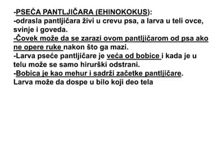 -PSEĆA PANTLJIČARA (EHINOKOKUS):
-odrasla pantljičara živi u crevu psa, a larva u teli ovce,
svinje i goveda.
-Čovek može da se zarazi ovom pantljičarom od psa ako
ne opere ruke nakon što ga mazi.
-Larva pseće pantljičare je veća od bobice i kada je u
telu može se samo hirurški odstrani.
-Bobica je kao mehur i sadrži začetke pantljičare.
Larva može da dospe u bilo koji deo tela
 