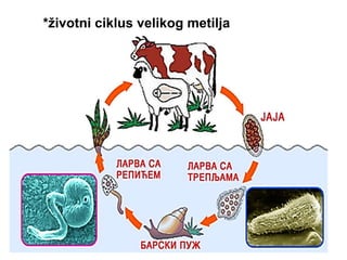 *životni ciklus velikog metilja
 