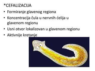 *CEFALIZACIJA
• Formiranje glavenog regiona
• Koncentracija čula u nervnih ćelija u
glavenom regionu
• Usni otvor lokalizovan u glavenom regionu
• Aktivnije kretanje
 