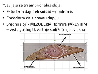 *Javljaju se tri embrionalna sloja:
• Ektoderm daje telesni zid – epidermis
• Endoderm daje crevnu duplju
• Srednji sloj - MEZODERM formira PARENHIM
– vrstu gustog tkiva koje sadrži ćelije i vlakna
 