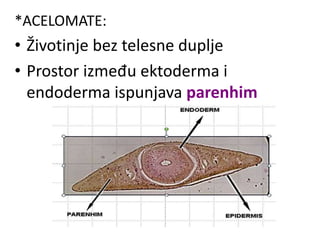 *ACELOMATE:
• Životinje bez telesne duplje
• Prostor između ektoderma i
endoderma ispunjava parenhim
 