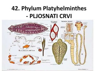 42. Phylum Platyhelminthes
- PLJOSNATI CRVI
 
