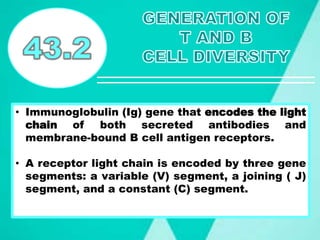 • Immunoglobulin (Ig) gene that encodes the light
chain of both secreted antibodies and
membrane-bound B cell antigen receptors.
• A receptor light chain is encoded by three gene
segments: a variable (V) segment, a joining ( J)
segment, and a constant (C) segment.
 