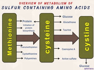 sulfur and glutathione subcutaneous dosage metabolism under stress: Oxidized glutathione inhibits methionine biosynthesis by destabilizing the enzyme cystathionine synthase - Hacham - 2025 Glutathione and Sulfur Amino Acids