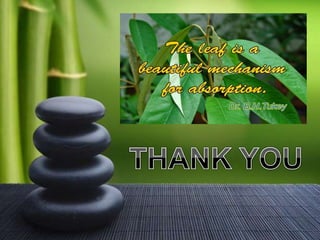 Foliar Nutrition in Pulses