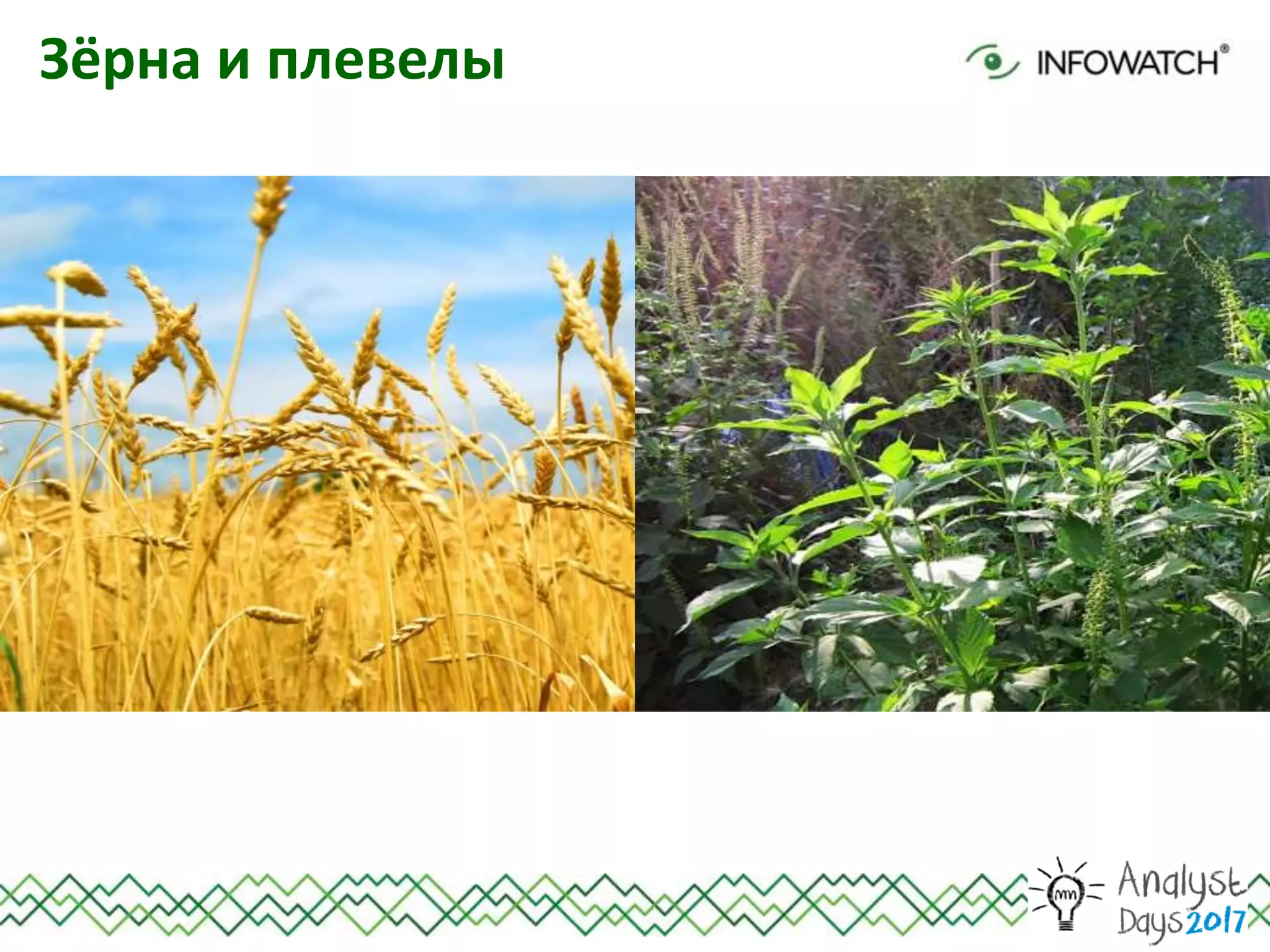 Зёрна и плевелы
 