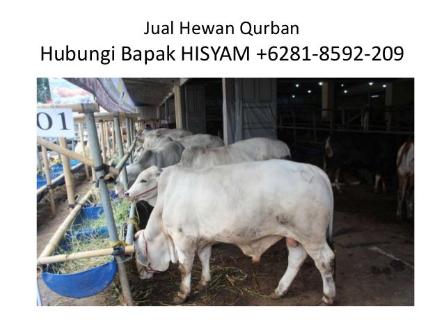 Hub 6281 8592 209 Xl Juragan Kambing Hewan Qurban Jual Beli He