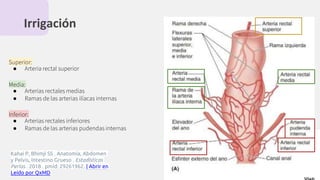 Irrigación
Superior:
● Arteria rectal superior
Media:
● Arterias rectales medias
● Ramas de las arterias ilíacas internas
Inferior:
● Arterias rectales inferiores
● Ramas de las arterias pudendas internas
Kahai P, Bhimji SS . Anatomía, Abdomen
y Pelvis, Intestino Grueso . Estadísticas
Perlas . 2018 . pmid: 29261962. | Abrir en
Leído por QxMD
 
