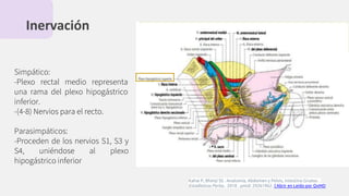 Inervación
Simpático:
-Plexo rectal medio representa
una rama del plexo hipogástrico
inferior.
-(4-8) Nervios para el recto.
Parasimpáticos:
-Proceden de los nervios S1, S3 y
S4, uniéndose al plexo
hipogástrico inferior
Kahai P, Bhimji SS . Anatomía, Abdomen y Pelvis, Intestino Grueso .
Estadísticas Perlas . 2018 . pmid: 29261962. | Abrir en Leído por QxMD
 