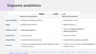 Esquema anatómico
Kahai P, Bhimji SS . Anatomía, Abdomen y Pelvis, Intestino Grueso . Estadísticas Perlas . 2018 . pmid: 29261962. |
 