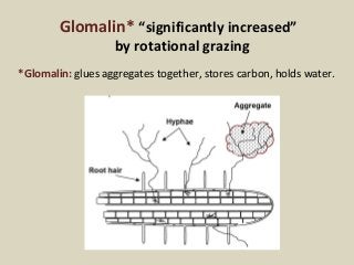 Glomalin* “significantly increased” 
by rotational grazing 
*Glomalin: glues aggregates together, stores carbon, holds wat...