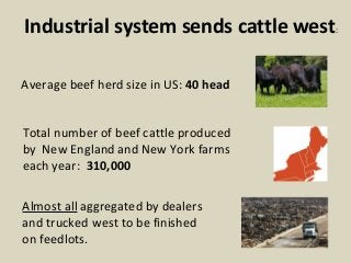 Industrial system sends cattle west: 
Average beef herd size in US: 40 head 
Total number of beef cattle produced 
by New ...
