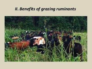 II. Benefits of grazing ruminants 
 