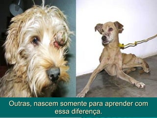 Outras, nascem somente para aprender com essa diferença. 