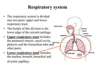 Respiratory system
• The respiratory system is divided
into two parts: upper and lower
respiratory tract;
• The border of this division is the
lower edge of the cricoid cartilage.
• Upper respiratory tract includes
the paranasal sinuses, nasal cavity,
pharynx and the Eustachian tube and
other parts;
• Lower respiratory tract includes
the trachea, bronchi, bronchial and
alveolar capillary.
 