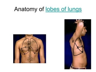 Anatomy of lobes of lungs
 