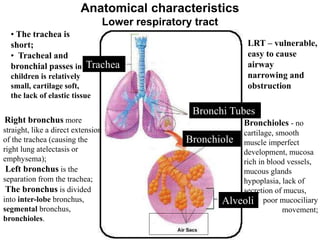 • The trachea is
short;
• Tracheal and
bronchial passes in
children is relatively
small, cartilage soft,
the lack of elastic tissue
Trachea
Bronchi Tubes
Bronchiole
Alveoli
LRT – vulnerable,
easy to cause
airway
narrowing and
obstruction
Anatomical characteristics
Lower respiratory tract
Right bronchus more
straight, like a direct extension
of the trachea (causing the
right lung atelectasis or
emphysema);
Left bronchus is the
separation from the trachea;
The bronchus is divided
into inter-lobe bronchus,
segmental bronchus,
bronchioles.
Bronchioles - no
cartilage, smooth
muscle imperfect
development, mucosa
rich in blood vessels,
mucous glands
hypoplasia, lack of
secretion of mucus,
poor mucociliary
movement;
 