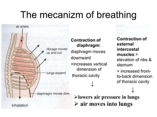 The mecanizm of breathing
• Contraction of
external
intercostal
muscles >
elevation of ribs &
sternum
• > increased front-
to-back dimension
of thoracic cavity
↓
Contraction of
diaphragm:
diaphragm moves
downward
>increases vertical
dimension of
thoracic cavity
↓
lowers air pressure in lungs
 air moves into lungs
 