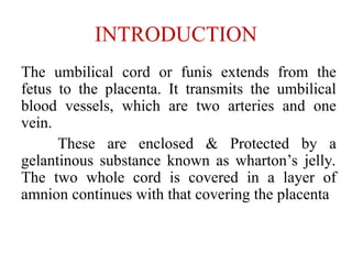 INTRODUCTION
The umbilical cord or funis extends from the
fetus to the placenta. It transmits the umbilical
blood vessels, which are two arteries and one
vein.
These are enclosed & Protected by a
gelantinous substance known as wharton’s jelly.
The two whole cord is covered in a layer of
amnion continues with that covering the placenta
 