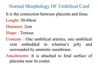 It is the connection between placenta and fetus.
Lenght: 50-60cm
Diameter: 2cm
Shape : Tortous
Contents : One umbilical arteries, one umbilical
vein embedded in wharton’s jelly and
surrounded by amniotic membrane.
Attachments: It is attached to fetal surface of
placenta near its center.
Normal Morphology Of Umbilical Cord
 