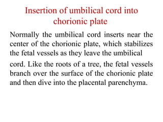 Insertion of umbilical cord into
chorionic plate
Normally the umbilical cord inserts near the
center of the chorionic plate, which stabilizes
the fetal vessels as they leave the umbilical
cord. Like the roots of a tree, the fetal vessels
branch over the surface of the chorionic plate
and then dive into the placental parenchyma.
 