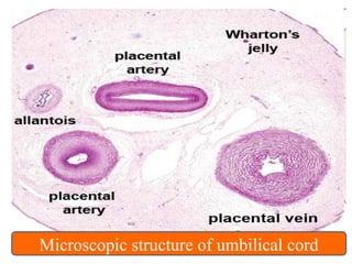 Microscopic structure of umbilical cord
 