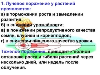 1. Лучевое поражение у растений
проявляется:
а) в торможении роста и замедлении
развития;
б) в снижении урожайности;
в) в понижении репродуктивного качества
семян, клубней и корнеплодов;
г) в снижении пищевого качества урожая.
Тяжелое поражение приводит к полной
остановке роста и гибели растений через
несколько дней, или недель после
облучения.

 