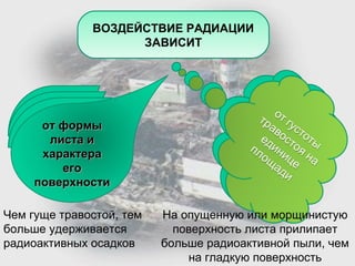 ВОЗДЕЙСТВИЕ РАДИАЦИИ
ЗАВИСИТ

от формы
листа и
характера
его
поверхности
Чем гуще травостой, тем
больше удерживается
радиоактивных осадков

На опущенную или морщинистую
поверхность листа прилипает
больше радиоактивной пыли, чем
на гладкую поверхность

 