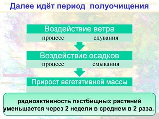 Далее идёт период полуочищения

радиоактивность пастбищных растений
уменьшается через 2 недели в среднем в 2 раза.

 