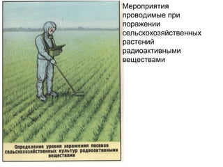 Мероприятия
проводимые при
поражении
сельскохозяйственных
растений
радиоактивными
веществами

 