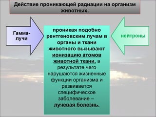 Действие проникающей радиации на организм
животных.

проникая подобно
рентгеновским лучам в
органы и ткани
животного вызывают
ионизацию атомов
животной ткани, в
результате чего
нарушаются жизненные
функции организма и
развивается
специфическое
заболевание –
лучевая болезнь.

 
