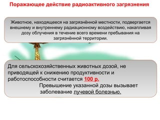 Поражающее действие радиоактивного загрязнения
Животное, находящееся на загрязнённой местности, подвергается
внешнему и внутреннему радиационному воздействию, накапливая
дозу облучения в течение всего времени пребывания на
загрязнённой территории.

Для сельскохозяйственных животных дозой, не
приводящей к снижению продуктивности и
работоспособности считается 100 р.
Превышение указанной дозы вызывает
заболевание лучевой болезнью.

 