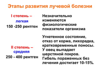 Этапы развития лучевой болезни
I степень –
легкая
150 -250 рентген

II степень –
средняя
250 - 400 рентген

Незначительно
изменяются
физиологические
показатели организма
Угнетенное состояние,
отказ от корма, лихорадка,
кратковременные поносы.
У овец выпадает
шерстяной покров.
Гибель пораженных без
лечения достигает 10-15%.

 