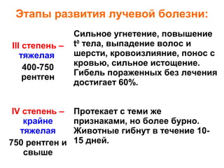 Этапы развития лучевой болезни:
III степень –
тяжелая
400-750
рентген

IV степень –
крайне
тяжелая
750 рентген и
свыше

Сильное угнетение, повышение
t0 тела, выпадение волос и
шерсти, кровоизлияние, понос с
кровью, сильное истощение.
Гибель пораженных без лечения
достигает 60%.
Протекает с теми же
признаками, но более бурно.
Животные гибнут в течение 1015 дней.

 