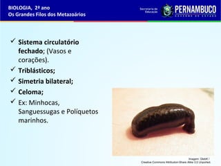  Sistema circulatório
fechado; (Vasos e
corações).
 Triblásticos;
 Simetria bilateral;
 Celoma;
 Ex: Minhocas,
Sanguessugas e Políquetos
marinhos.
BIOLOGIA, 2ª ano
Os Grandes Filos dos Metazoários
Imagem: GlebK /
Creative Commons Attribution-Share Alike 3.0 Unported.
 