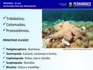 Triblástico;
Celomados;
Protostômios.
PRINCIPAIS CLASSES
 Polyplacophora- Quintons;
 Gastropoda- Caracol, caramujo e lesma;
 Cephalopoda- Polvo, lula e náutilo;
 Scaphopoda- Dentálio
 Bivalvia- Ostra e mexilhão .
BIOLOGIA, 2ª ano
Os Grandes Filos dos Metazoários
Imagem: albert kok / GNU Free Documentation License.
 