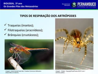 TIPOS DE RESPIRAÇÃO DOS ARTRÓPODES
 Traqueias (insetos);
 Filotraqueias (aracnídeos);
 Brânquias (crustáceos);
BIOLOGIA, 2ª ano
Os Grandes Filos dos Metazoários
Imagem: André Karwath aka Aka / Creative Commons Attribution-
Share Alike 2.5 Generic.
Imagem: Ordale - CopyrightFreePhotos.HQ101.com /
Domínio público .
 