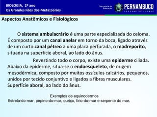 Aspectos Anatômicos e Fisiológicos
O sistema ambulacrário é uma parte especializada do celoma.
É composto por um canal anelar em torno da boca, ligado através
de um curto canal pétreo a uma placa perfurada, o madreporito,
situada na superfície aboral, ao lado do ânus.
Revestindo todo o corpo, existe uma epiderme ciliada.
Abaixo da epiderme, situa-se o endoesqueleto, de origem
mesodérmica, composto por muitos ossículos calcários, pequenos,
unidos por tecido conjuntivo e ligados a fibras musculares.
Superfície aboral, ao lado do ânus.
Exemplos de equinodermos
Estrela-do-mar, pepino-do-mar, ouriço, lírio-do-mar e serpente do mar.
BIOLOGIA, 2ª ano
Os Grandes Filos dos Metazoários
 