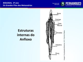 Estruturas
internas do
Anfioxo
BIOLOGIA, 2ª ano
Os Grandes Filos dos Metazoários
Boca
Faringe
Tubo
Neural
Gônadas
Ânus
Intestino
Imagem:EncyclopædiaBritannica,1911/DomínioPúblico.
 
