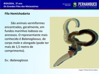 Filo Hemichodarta
São animais vermiformes
encontrados, geralmente, em
fundos marinhos lodosos ou
arenosos. O representante mais
conhecido é Balanoglossus, de
corpo mole e alongado (pode ter
mais de 1,5 metro de
comprimento).
Ex.: Balanoglosso
BIOLOGIA, 2ª ano
Os Grandes Filos dos Metazoários
Imagem: Philcha/ Domínio público
 