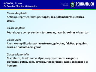 Classe Amphibia
Anfíbios, representados por sapos, rãs, salamandras e cobras-
cegas.
Classe Reptilia
Répteis, que compreendem tartarugas, jacarés, cobras e lagartos.
Classe Aves
Aves, exemplificadas por avestruzes, gaivotas, falcões, pinguins,
araras e pássaros em geral.
Classe Mammalia
Mamíferos, tendo como alguns representantes cangurus,
elefantes, gatos, cães, cavalos, rinocerontes, ratos, macacos e o
homem.
BIOLOGIA, 2ª ano
Os Grandes Filos dos Metazoários
 