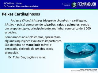 Peixes Cartilaginosos
A classe Chondrichthyes (do grego chondros = cartilagem,
ichthys = peixe) compreende tubarões, raias e quimeras, sendo
um grupo antigo e, principalmente, marinho, com cerca de 1 000
espécies.
Comparados aos ciclóstomos, apresentam
algumas aquisições evolutivas importantes.
São dotados de mandíbula móvel e
denteada, derivada de um dos arcos
branquiais.
Ex: Tubarões, cações e raias.
BIOLOGIA, 2ª ano
Os Grandes Filos dos Metazoários
Imagem: Moesmand / Creative
Commons Attribution-Share Alike 3.0 Unported
 